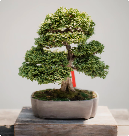 Bonsai