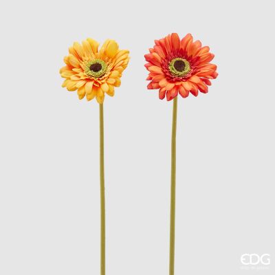 EDG - GERBERA REX sfumature arancio
