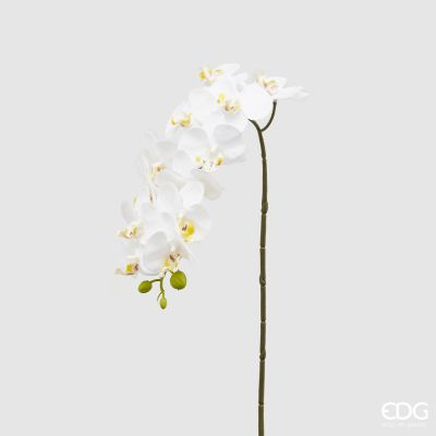 EDG - ORCHIDEA Phalaenopsis