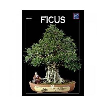 Crespi Bonsai Ficus Miniguida