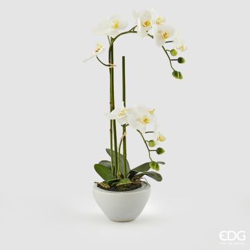 EDG - ORCHIDEA Phalaenopsis Real Bianca