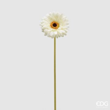 EDG - GERBERA REX avorio