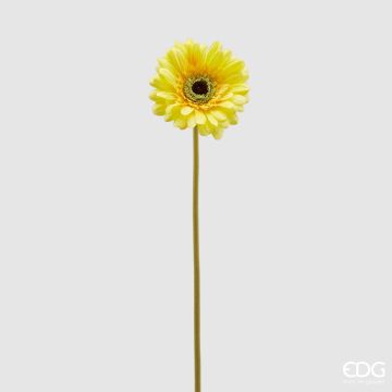 EDG - GERBERA REX giallo