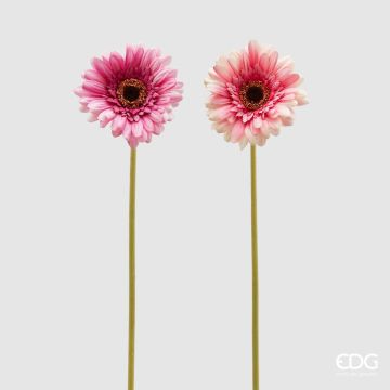 EDG - GERBERA REX sfumature lilla