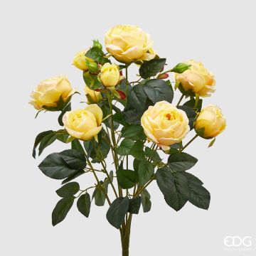 EDG - ROSAPEONIA CHIC gialla